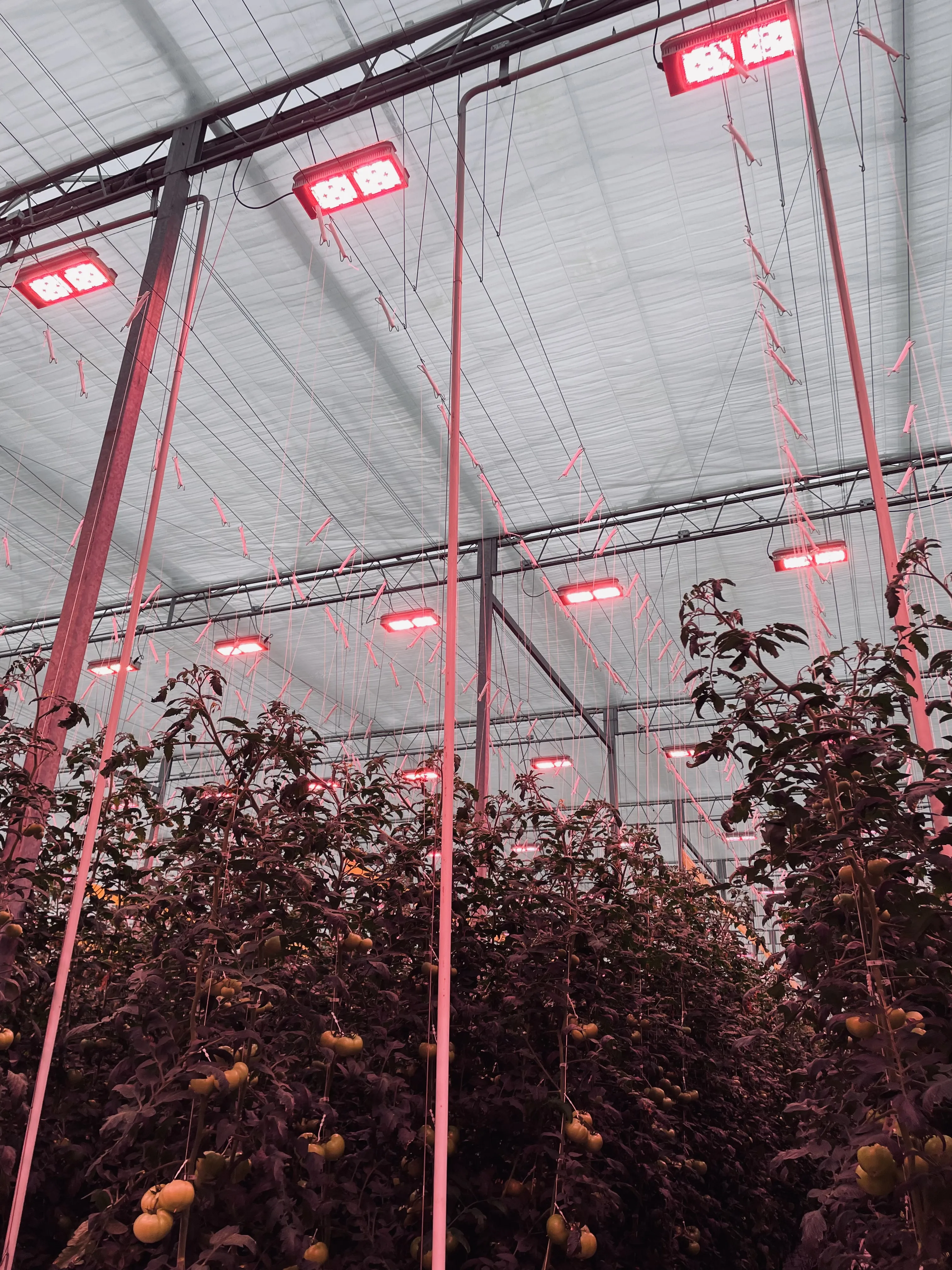Tomatoes on the Vine